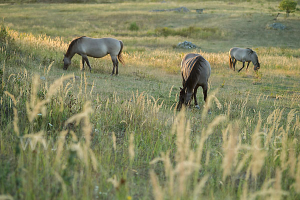 Konik (Equus caballus sspec.)