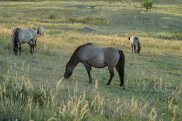 Konik (Equus caballus sspec.)