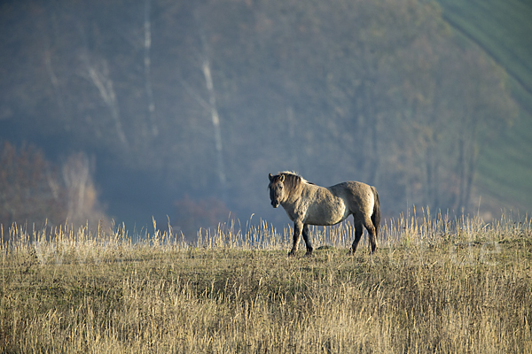 Konik (Equus caballus sspec.)