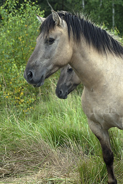 Konik (Equus caballus sspec.)