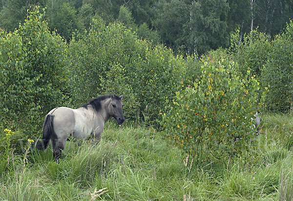 Konik (Equus caballus sspec.)