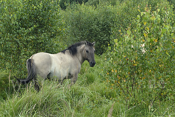 Konik (Equus caballus sspec.)