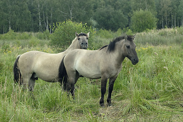 Konik (Equus caballus sspec.)