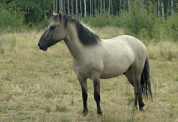 Konik (Equus caballus sspec.)