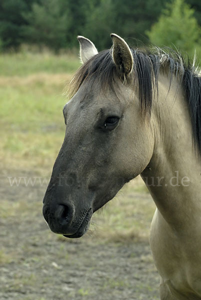 Konik (Equus caballus sspec.)