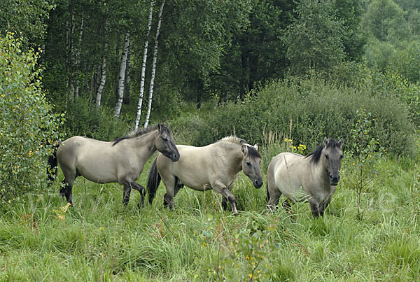 Konik (Equus caballus sspec.)