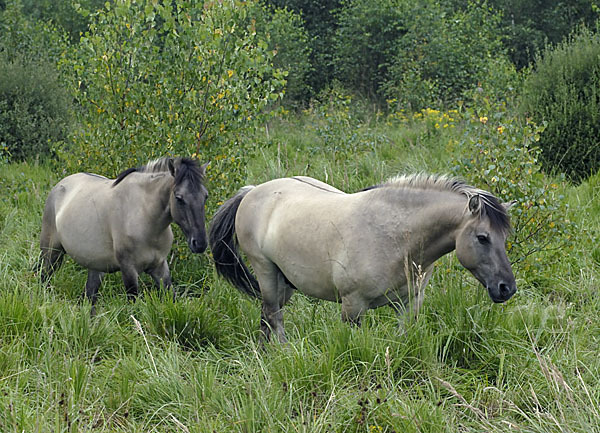 Konik (Equus caballus sspec.)