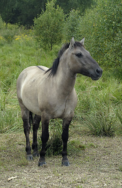 Konik (Equus caballus sspec.)