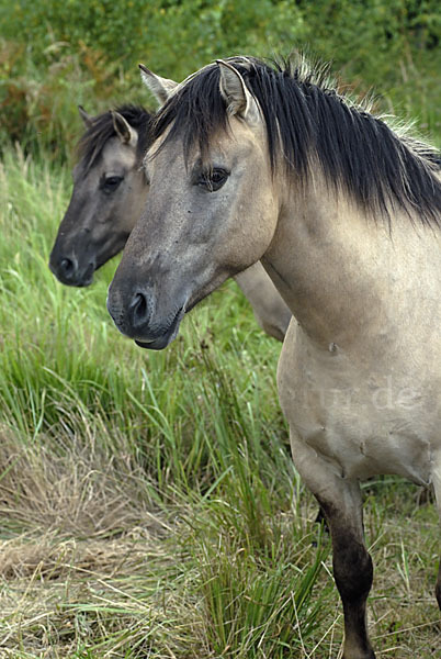 Konik (Equus caballus sspec.)