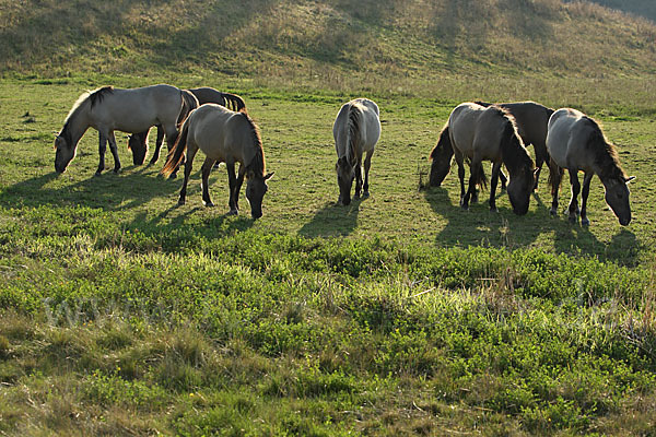 Konik (Equus caballus sspec.)