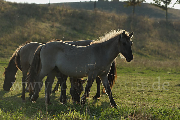 Konik (Equus caballus sspec.)