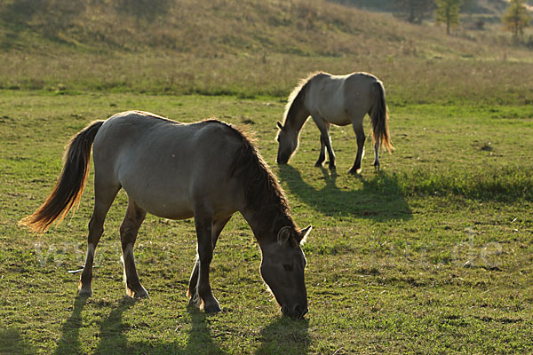 Konik (Equus caballus sspec.)