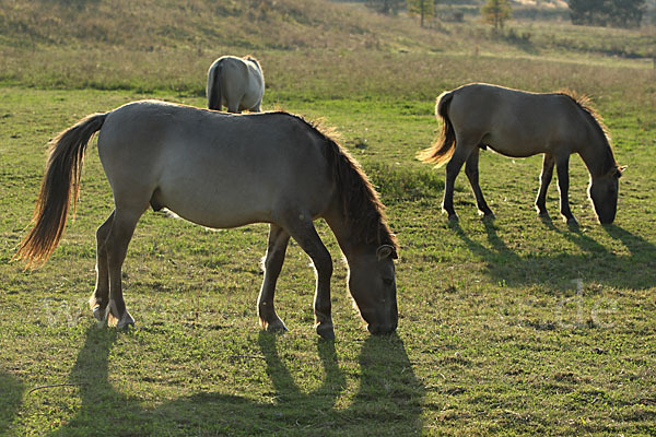 Konik (Equus caballus sspec.)