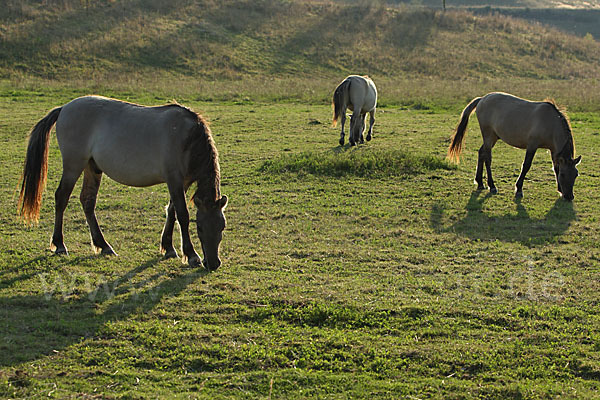 Konik (Equus caballus sspec.)