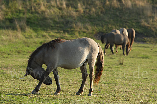 Konik (Equus caballus sspec.)