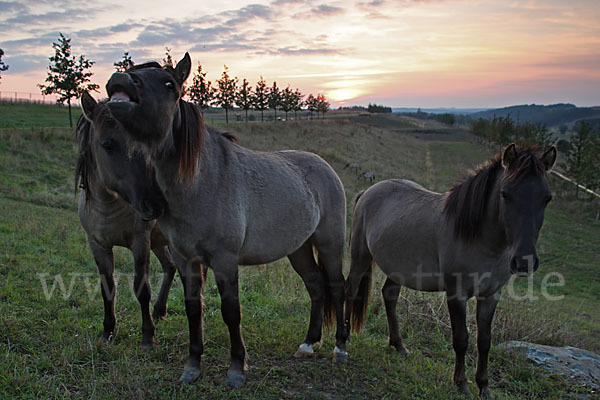 Konik (Equus caballus sspec.)