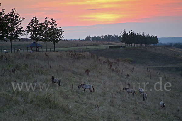 Konik (Equus caballus sspec.)