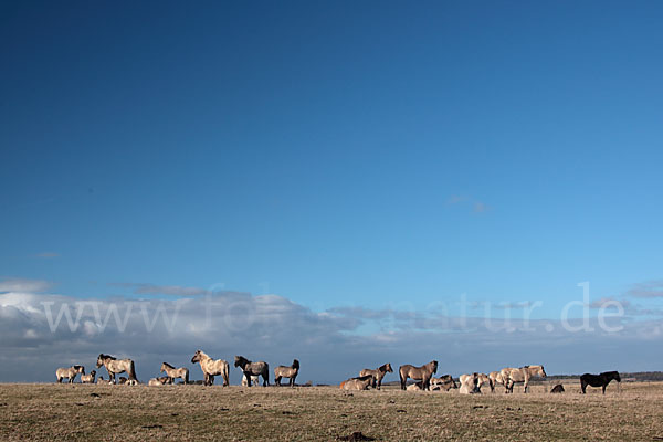 Konik (Equus caballus sspec.)