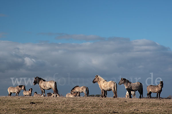 Konik (Equus caballus sspec.)