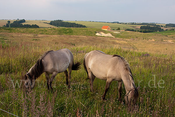 Konik (Equus caballus sspec.)