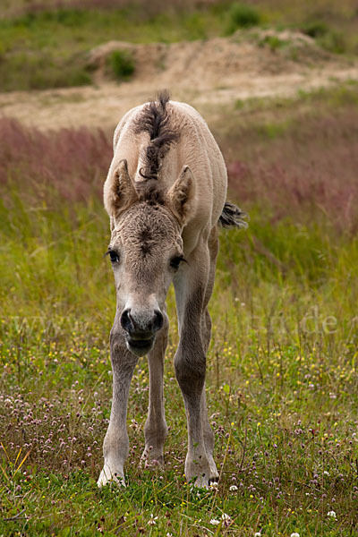 Konik (Equus caballus sspec.)