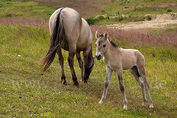 Konik (Equus caballus sspec.)