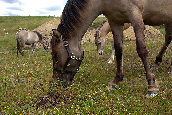 Konik (Equus caballus sspec.)