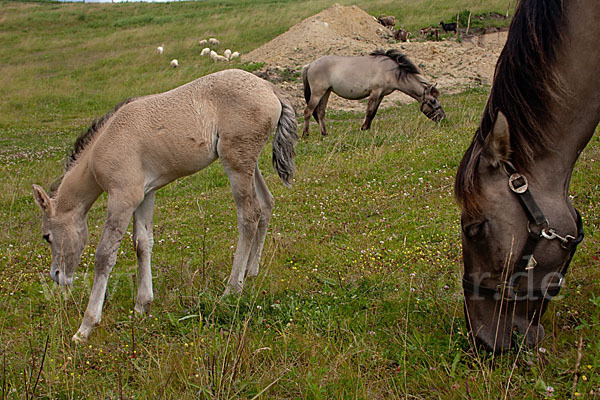 Konik (Equus caballus sspec.)