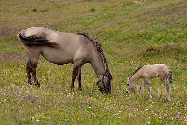 Konik (Equus caballus sspec.)