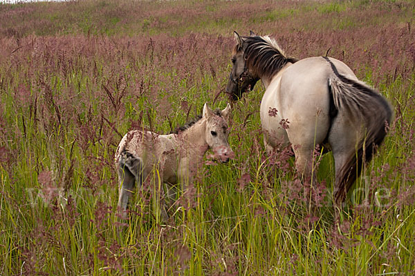 Konik (Equus caballus sspec.)