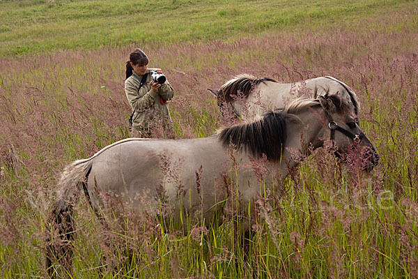 Konik (Equus caballus sspec.)