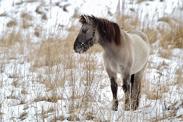 Konik (Equus caballus sspec.)