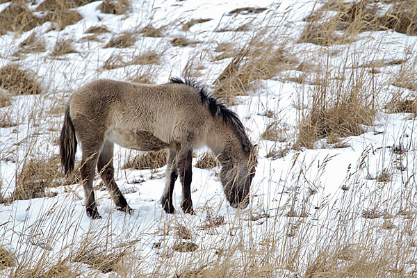 Konik (Equus caballus sspec.)