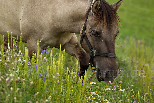 Konik (Equus caballus sspec.)