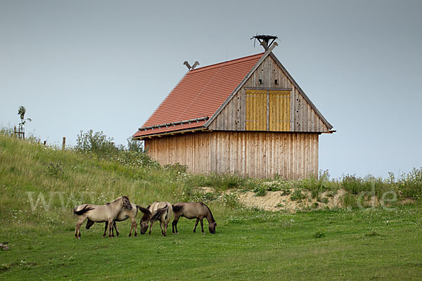 Konik (Equus caballus sspec.)