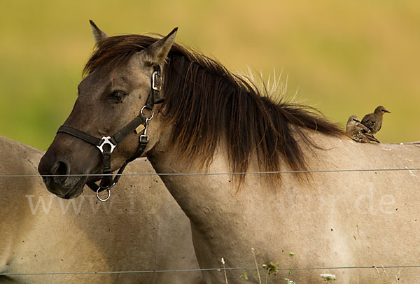 Konik (Equus caballus sspec.)