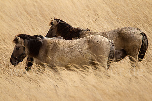 Konik (Equus caballus sspec.)