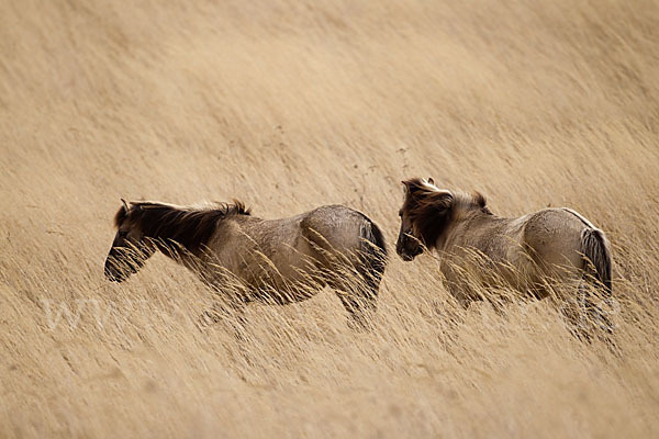 Konik (Equus caballus sspec.)