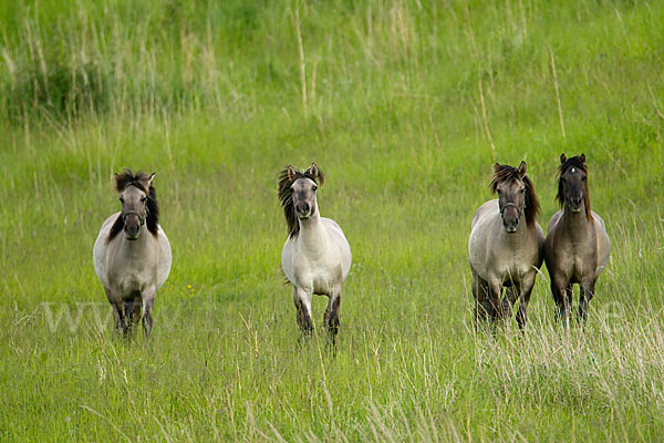 Konik (Equus caballus sspec.)