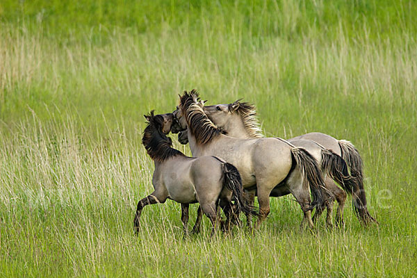 Konik (Equus caballus sspec.)