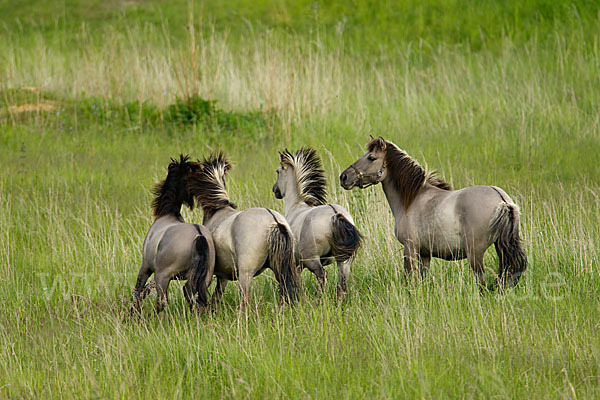 Konik (Equus caballus sspec.)