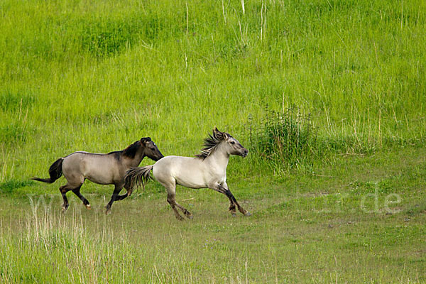 Konik (Equus caballus sspec.)