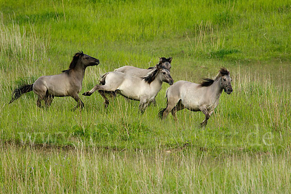 Konik (Equus caballus sspec.)