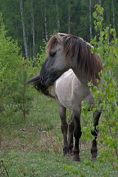 Konik (Equus caballus sspec.)