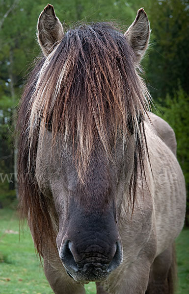 Konik (Equus caballus sspec.)