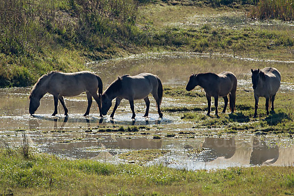 Konik (Equus caballus sspec.)