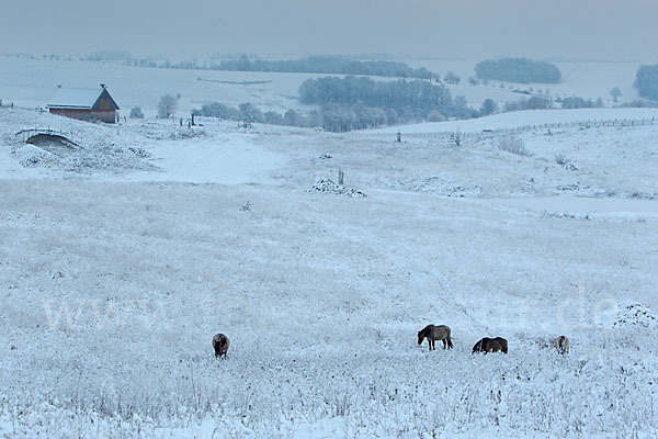 Konik (Equus caballus sspec.)