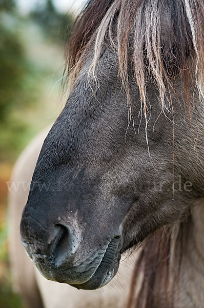 Konik (Equus caballus sspec.)