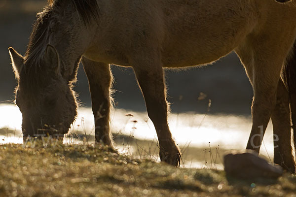 Konik (Equus caballus sspec.)