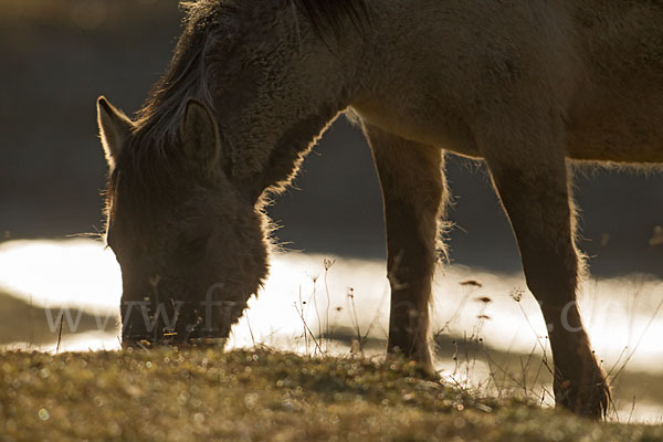 Konik (Equus caballus sspec.)